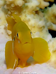 Citron coral goby. by Cigdem Cooper 